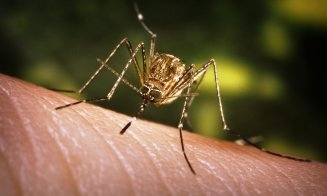Atenţie! Primul caz de infecţie cu virusul West Nile din acest sezon