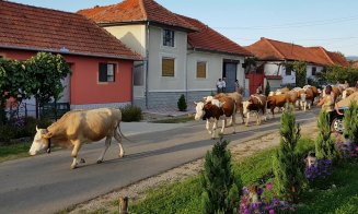 Olandezii de la Friesland se implică în fermele din Ardeal