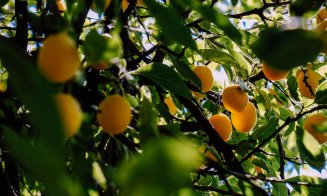 Fructele cu efect de medicament. 9 motive care te vor convinge să le consumi