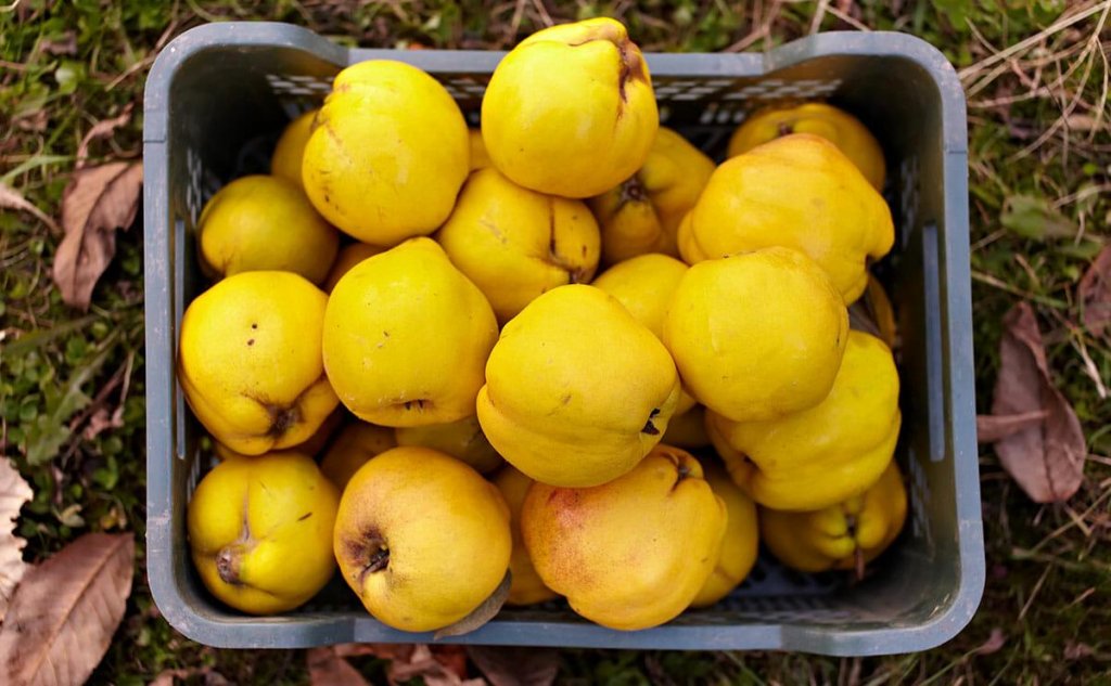 Slăbeşte cu fructele aromate ale toamnei