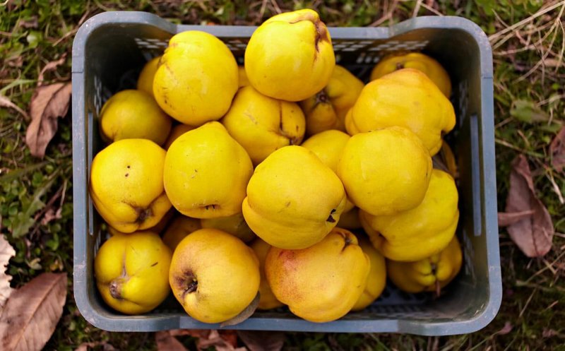 Slăbeşte cu fructele aromate ale toamnei