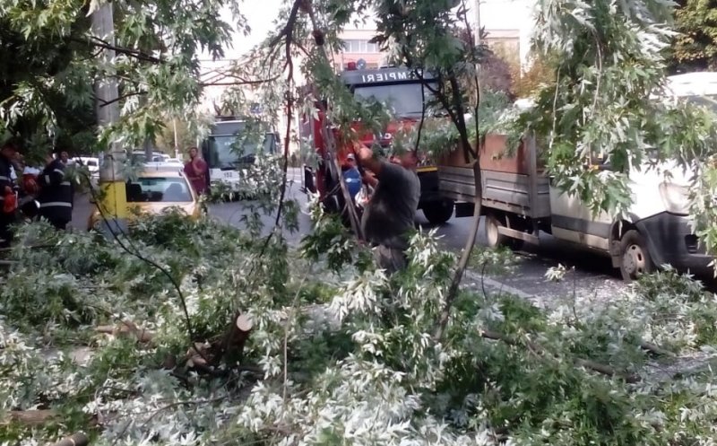 Atenție, șoferi! Copac căzut pe carosabil, în Gheorgheni. Circulația troleelor, blocată