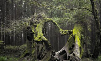 Pădurea Hoia Baciu, în topul destinațiile în care se petrec fenomene stranii