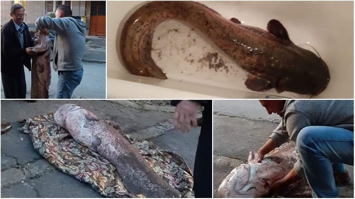 Un pescar din Ardeal a prins un "monstru" de 40 de kilograme