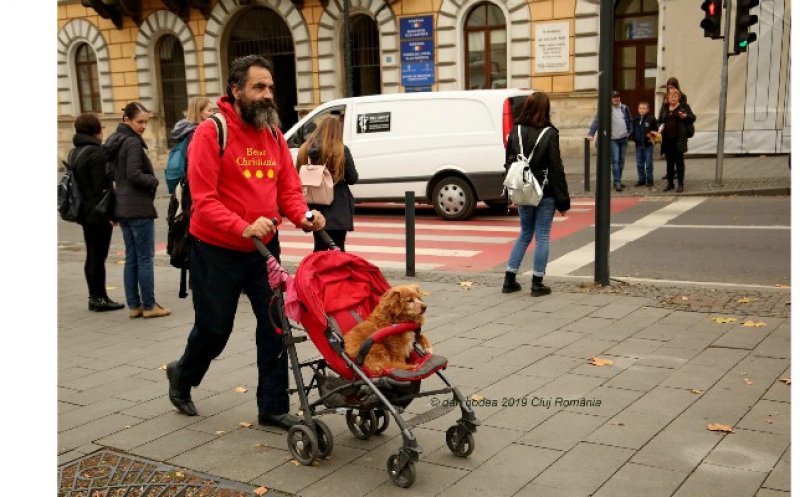 Povestea cățelului din Cluj plimbat în cărucior