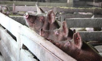 Ministrul clujean al Agriculturii risipește zvonurile: "Porcul din gospodărie nu va dispărea"