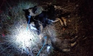 Atenţie, imagini şocante! Animale ucise cu sălbăticie la Cluj