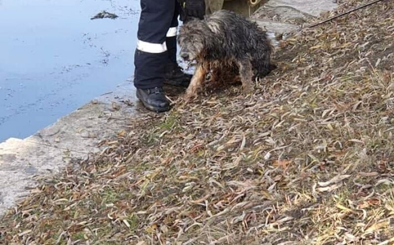 Câine salvat de pompieri din apele Someșului