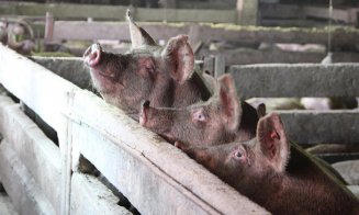 Nou focar de pestă porcină, la graniță cu România. 24.000 de porci vor fi sacrificați