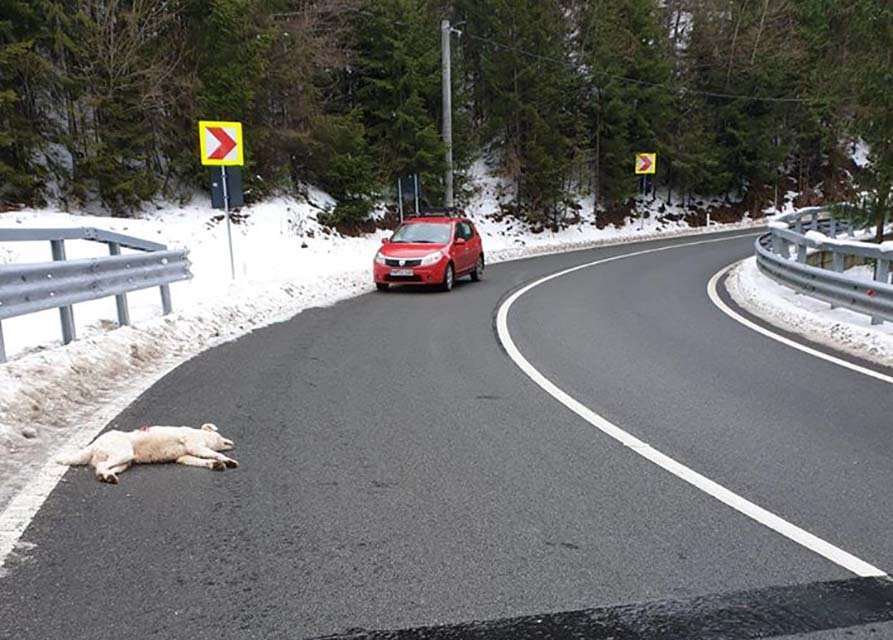 Un individ care a împușcat o cățelușă pe șosea, surprins de doi clujeni