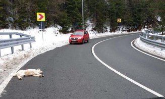Un individ care a împușcat o cățelușă pe șosea, surprins de doi clujeni
