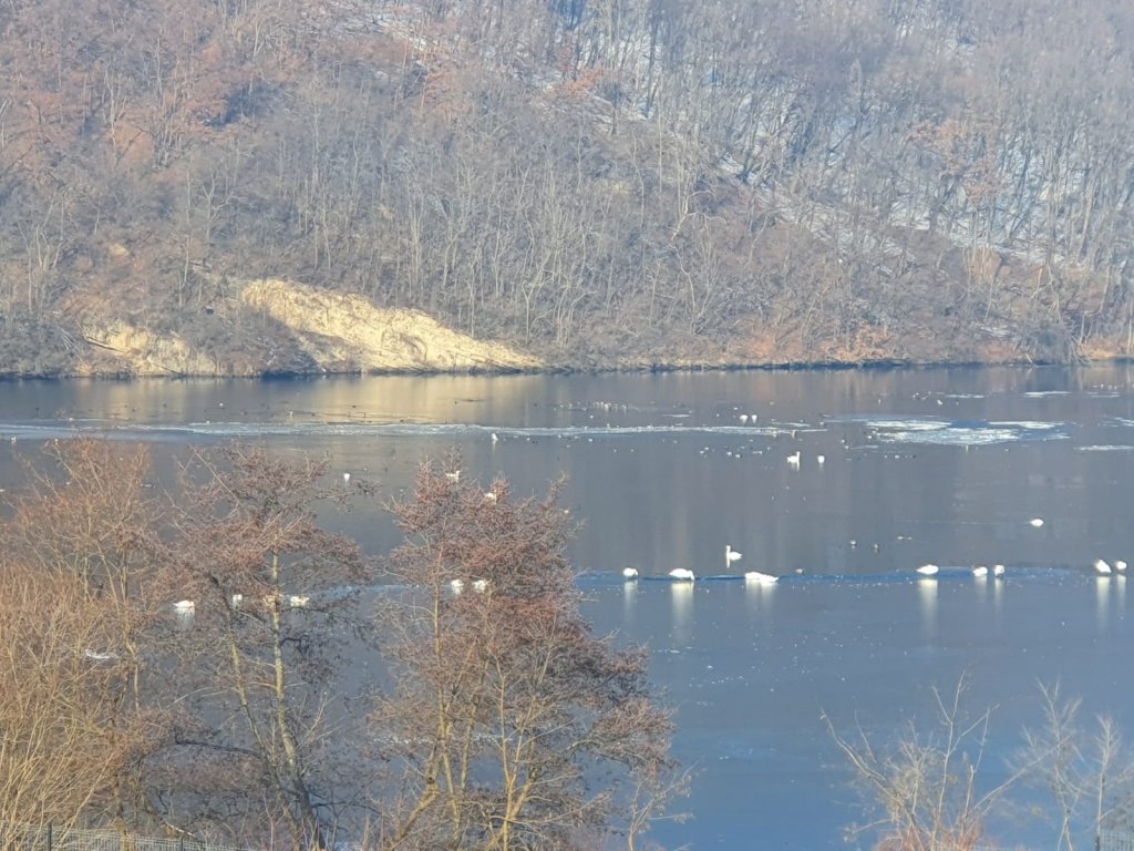 Lebedele au invadat zona Gilău - Tarnița