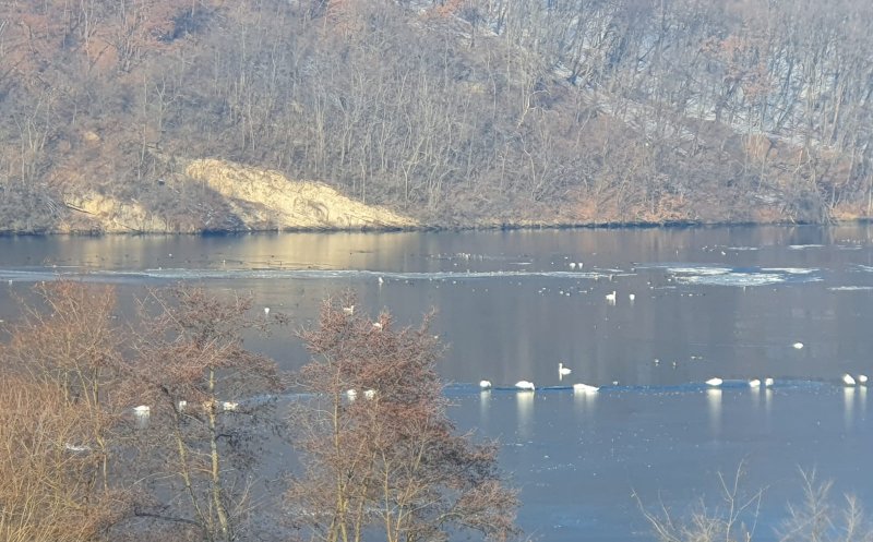 Lebedele au invadat zona Gilău - Tarnița
