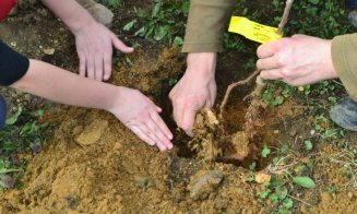Provocare inedită la Cluj: pentru fiecare 10 din sesiune, o facultate va planta câte un copac