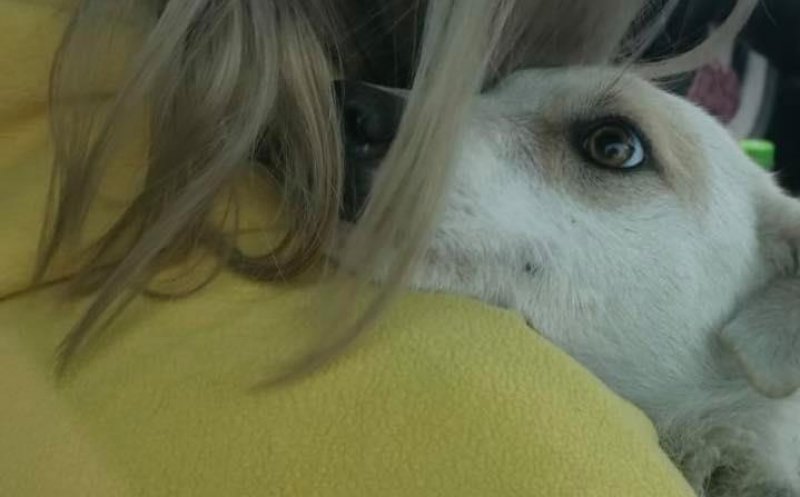 Cățelușa abuzată de bărbatul din Luna a fost salvată! Lisa are un nou cămin