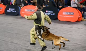 Câinii au făcut show la Polivalentă