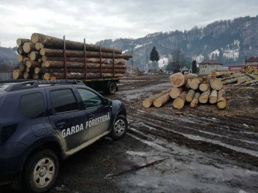 Garda Forestieră Cluj a descins în Apuseni. Două companii amendate