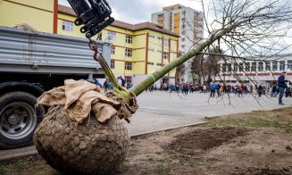 Continuă plantările de arbori cu balot la şcolile din Cluj