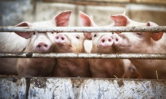 Adrian Oros: Doar 35% din consumul de carne de porc al românilor este asigurat de producţia autohtonă