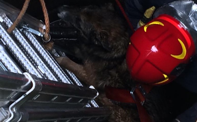 Un pompier a coborât 7m într-o fântână ca să salveze un câine
