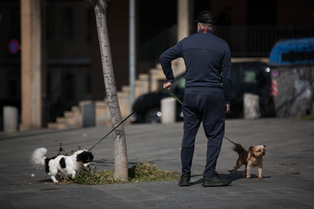 Adopții frauduloase de câini pentru a putea ieși din casă