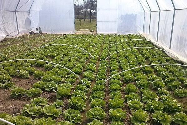 Platformă online pentru micii producători de legume