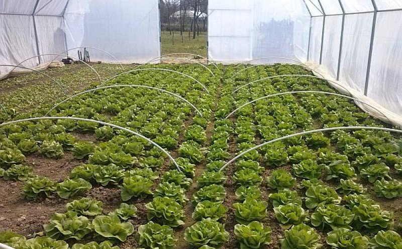 Platformă online pentru micii producători de legume