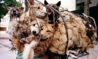 Oraşul chinez care interzice consumului câinilor şi pisicilor