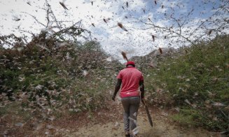 Cea mai mare invazie de lăcuste din ultimii 70 de ani