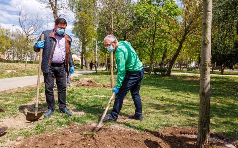Clujul, oraș verde. Primăria a plantat 900 de arbori în mai multe zone
