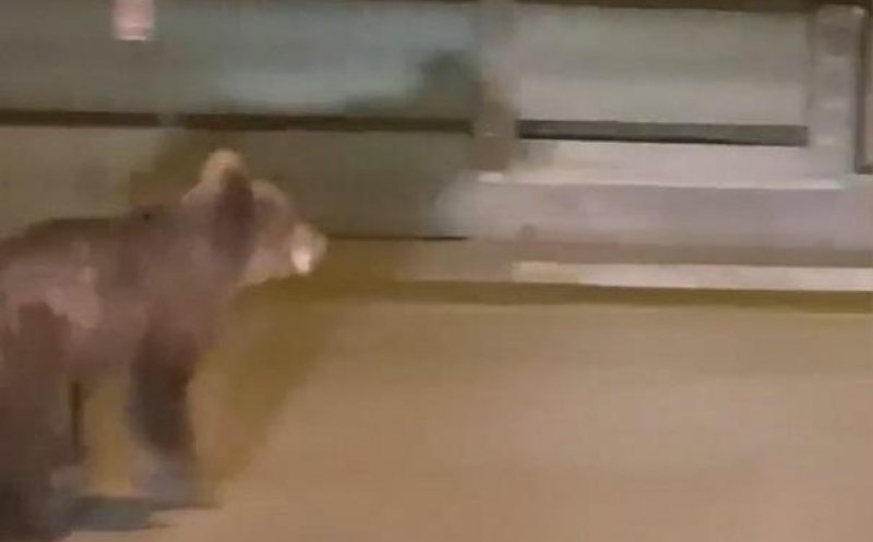 Alertă la Câmpia Turzii! Ursul NU a fost capturat