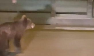Alertă la Câmpia Turzii! Ursul NU a fost capturat