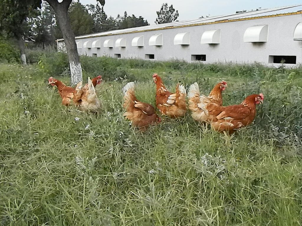 Afacere extinsă în epidemie la Cluj: Pe lângă păstrăvărie, o crescătorie de pui