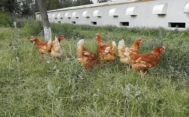 Afacere extinsă în epidemie la Cluj: Pe lângă păstrăvărie, o crescătorie de pui