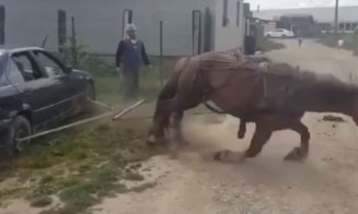 Gest de cruzime la Turda. Un cal a fost forțat să tragă o mașină ca să dovedească că poate