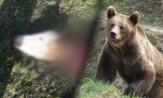 Un urs a atacat și a mâncat o vacă în incinta unei ferme dintre Săndulești și Cheile Turzii