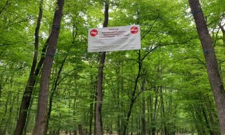 A fi sau a nu fi? Un clujean spune că a asistat la un furt de lemne cu complicitate, în Făget