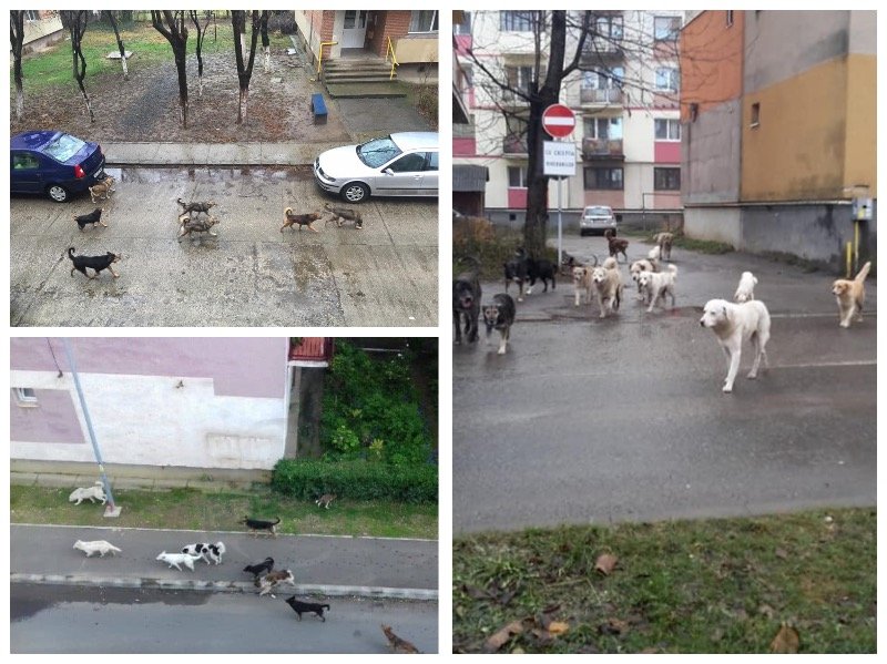 Haitele de câini din Turda hărţuiesc nestingherite locuitorii oraşului