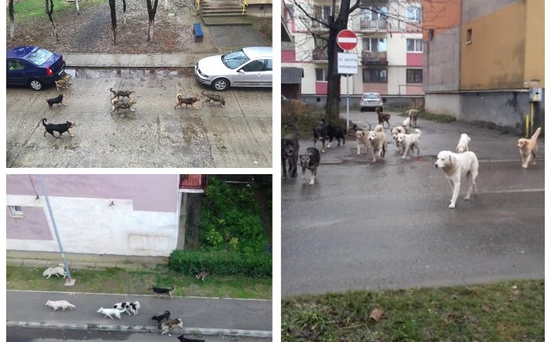 Haitele de câini din Turda hărţuiesc nestingherite locuitorii oraşului