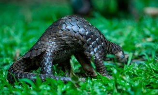 Solzii de pangolin, retraşi de pe lista ingredientelor folosite în medicina tradiţională chineză