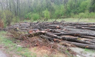 Senator clujean: Transporturile ilegale de lemne s-au dublat față de anul trecut