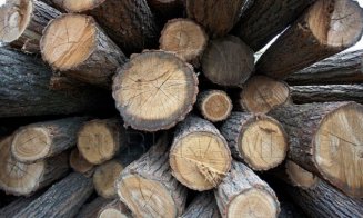 Maşinile hoţilor de lemne vor fi confiscate, anunță ministrul Mediului