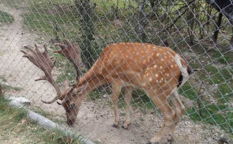 Proprietarii „Moara de Vânt”: "Ştiu doar că ne iubim animalele"