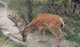 Proprietarii „Moara de Vânt”: "Ştiu doar că ne iubim animalele"