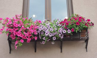 Start, ''Clujul cu flori''! Clujenii, invitaţi să îşi decoreze ferestrele, balcoanele și grădinile