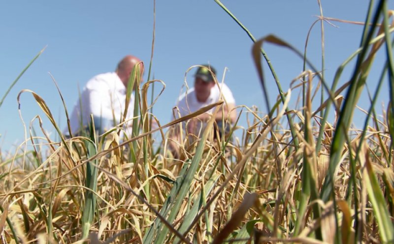 Ultima zi în care fermierii mai pot depune cererile de despăgubiri pentru secetă