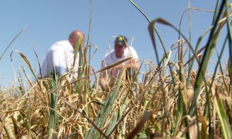 Ultima zi în care fermierii mai pot depune cererile de despăgubiri pentru secetă