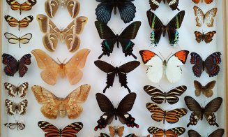 Colecție cu specii de fluturi rari la Muzeul Zoologic din Cluj