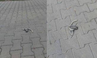 Încă un şarpe văzut în oraş
