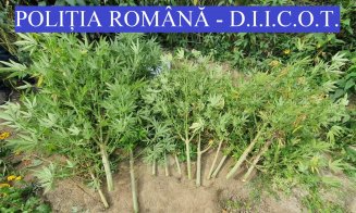 Cultură de cannabis descoperită la Cluj. Doi bărbați, arestați preventiv